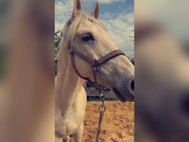 Lipizzaner Mix Wallach 13 Jahre 155 cm Schimmel in Lebach
