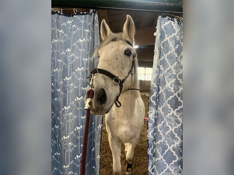 Lipizzaner Mix Wallach 13 Jahre 155 cm Schimmel in Lebach