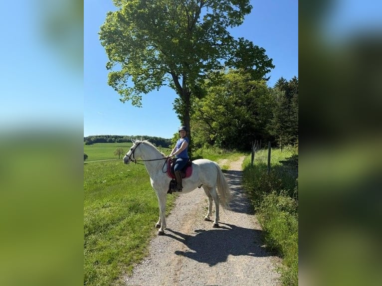 Lipizzaner Wallach 13 Jahre 158 cm Schimmel in Baden