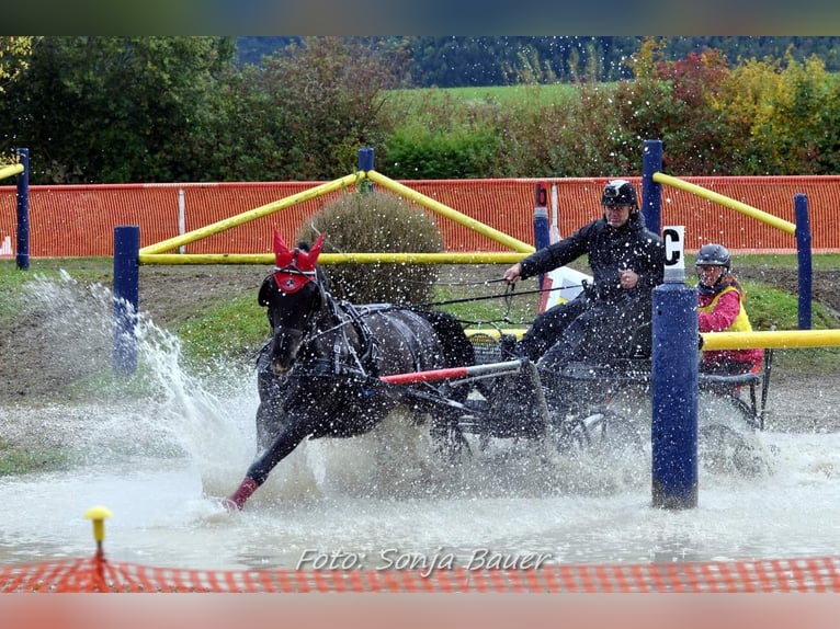 Lipizzaner Wallach 13 Jahre 160 cm Rappe in Lembach