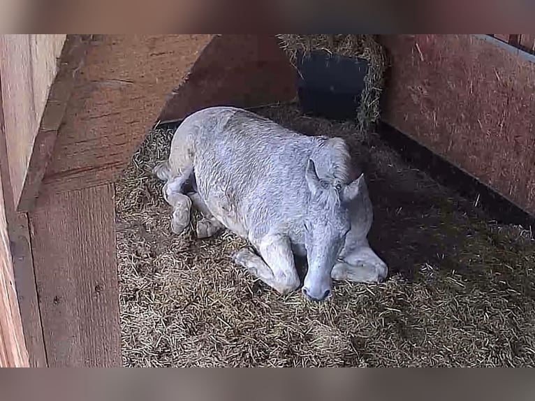 Lipizzaner Wallach 13 Jahre 160 cm Schimmel in Kolbermoor
