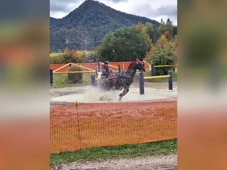 Lipizzaner Wallach 13 Jahre 161 cm Rappe in Lembach