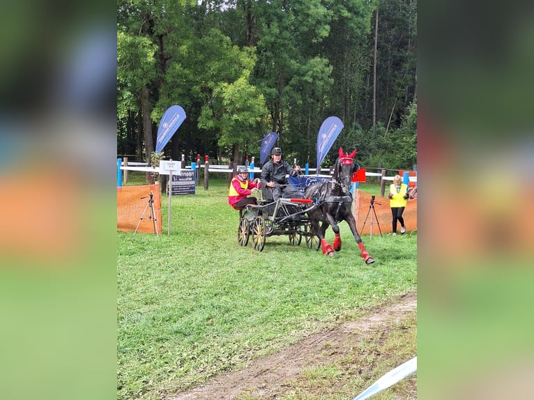Lipizzaner Wallach 13 Jahre 161 cm Rappe in Lembach