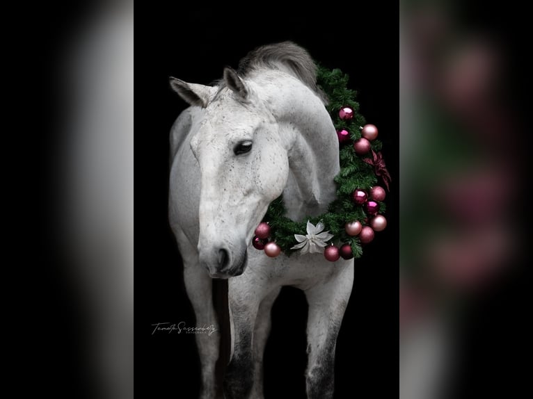Lipizzaner Wallach 13 Jahre 163 cm Fliegenschimmel in Leverkusen