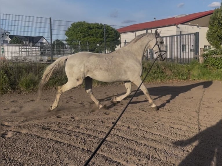 Lipizzaner Wallach 13 Jahre 170 cm Schimmel in Schlo&#xDF; Holte-Stukenbrock