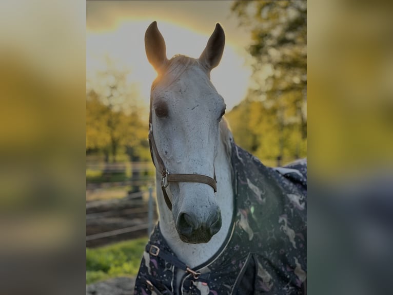 Lipizzaner Wallach 13 Jahre 170 cm Schimmel in Schlo&#xDF; Holte-Stukenbrock