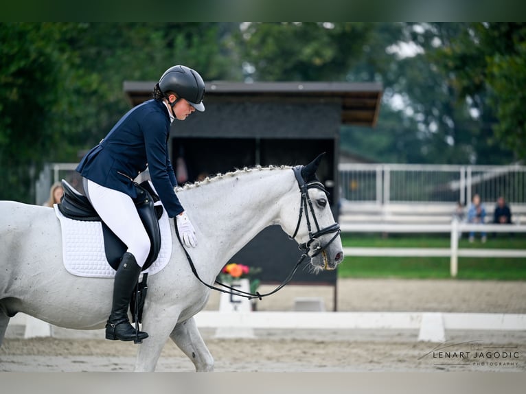 Lipizzaner Wallach 14 Jahre 150 cm Schimmel in Šmartno pri Slovenj Gradcu