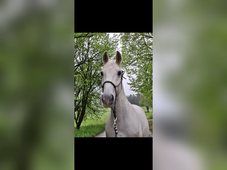 Lipizzaner Wallach 14 Jahre 150 cm Schimmel in Šmartno pri Slovenj Gradcu