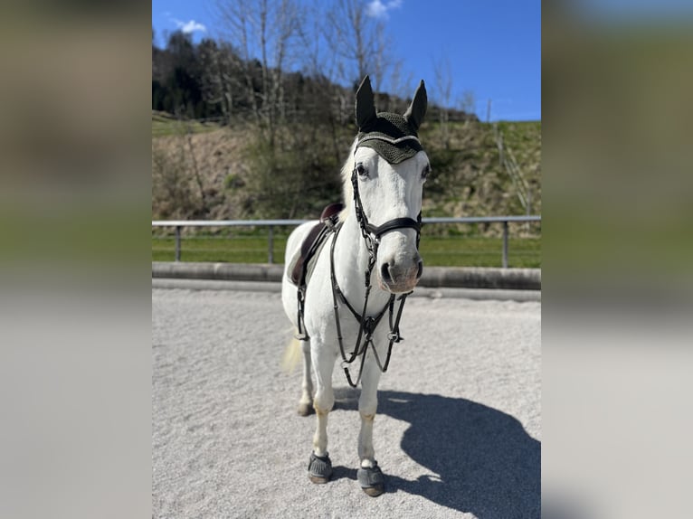 Lipizzaner Wallach 14 Jahre 153 cm Schimmel in Leonstein