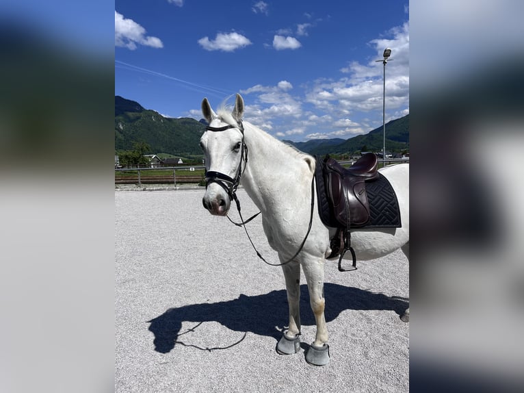 Lipizzaner Wallach 14 Jahre 153 cm Schimmel in Leonstein