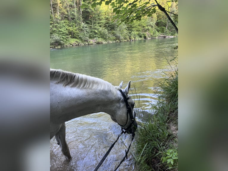 Lipizzaner Wallach 14 Jahre 153 cm Schimmel in Leonstein