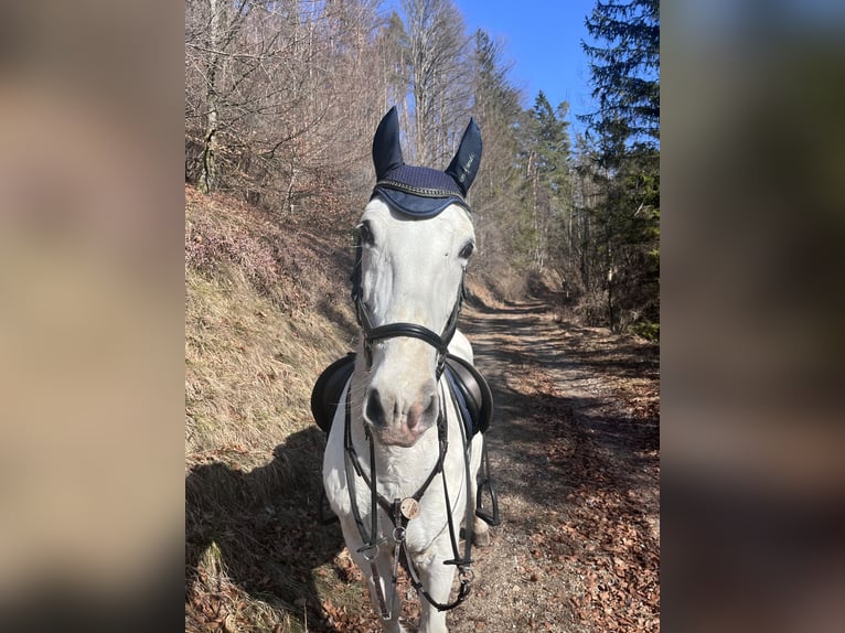 Lipizzaner Wallach 14 Jahre 153 cm Schimmel in Leonstein