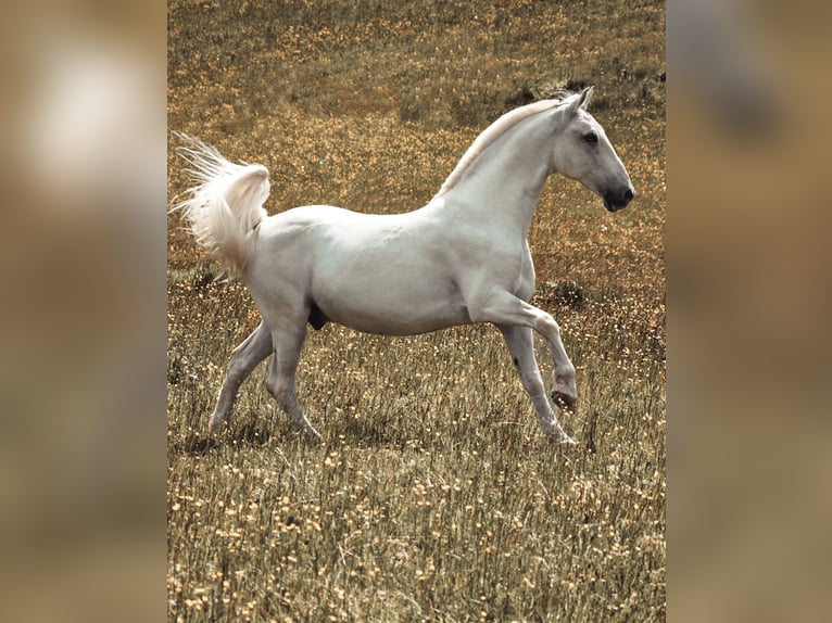Lipizzaner Wallach 14 Jahre 153 cm Schimmel in Leonstein