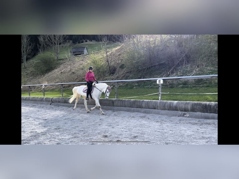 Lipizzaner Wallach 14 Jahre 153 cm Schimmel in Leonstein
