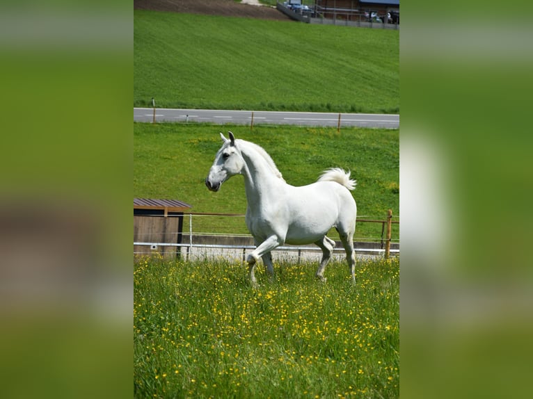Lipizzaner Wallach 14 Jahre 153 cm Schimmel in Leonstein