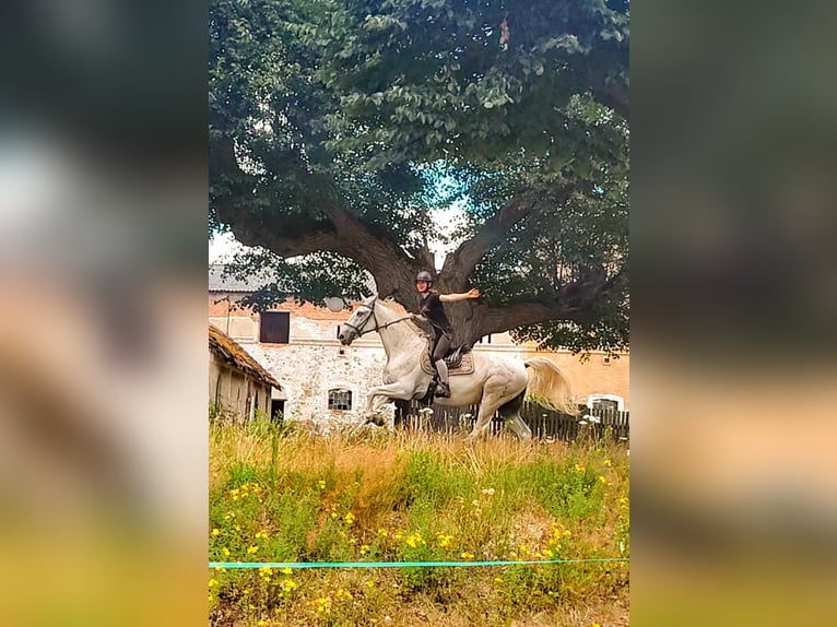 Lipizzaner Wallach 14 Jahre 162 cm Blauschimmel in Studniska Dolne