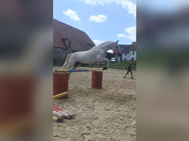 Lipizzaner Wallach 14 Jahre 162 cm Blauschimmel in Studniska Dolne