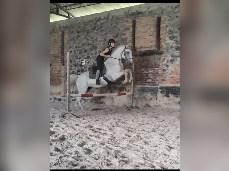 Lipizzaner Wallach 14 Jahre 162 cm Fliegenschimmel in Studniska Dolne