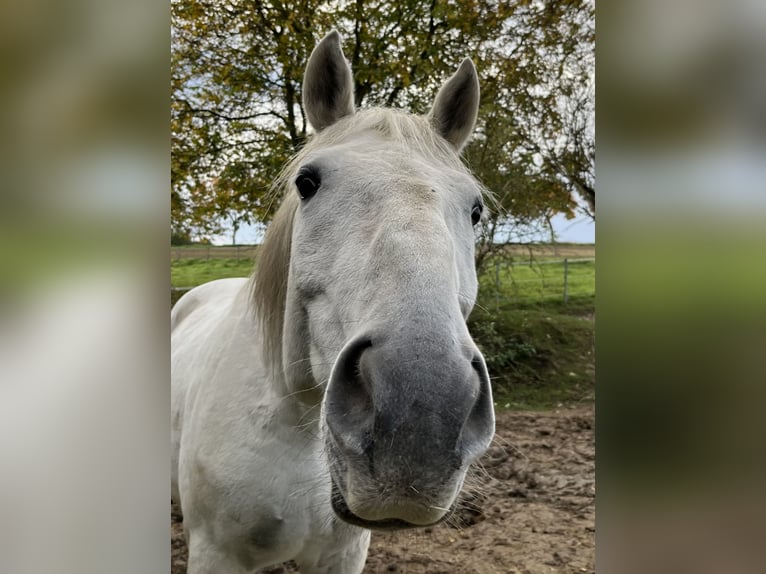 Lipizzaner Wallach 14 Jahre 162 cm Schimmel in Fröndenberg