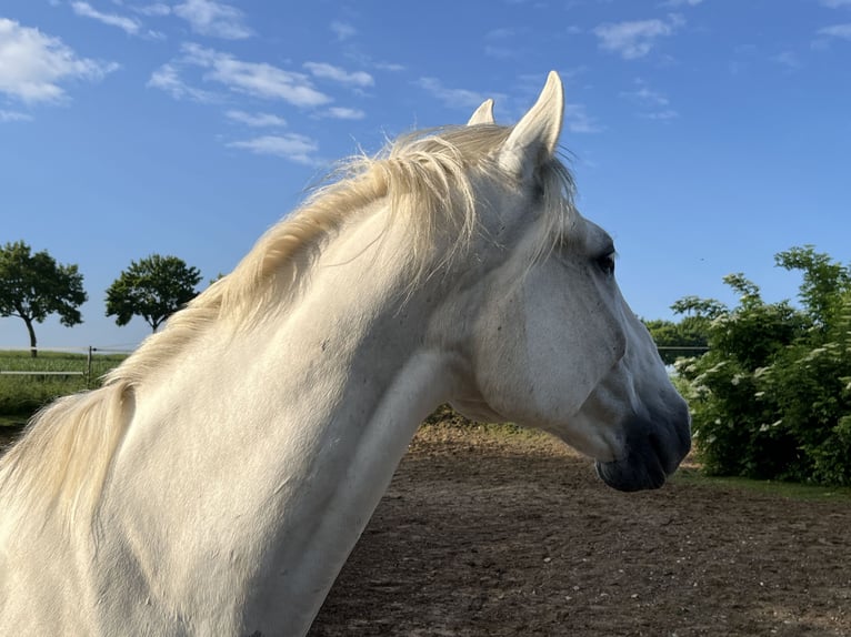 Lipizzaner Wallach 14 Jahre 162 cm Schimmel in Fröndenberg