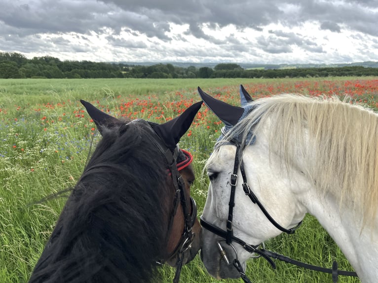 Lipizzaner Wallach 14 Jahre 162 cm Schimmel in Fröndenberg