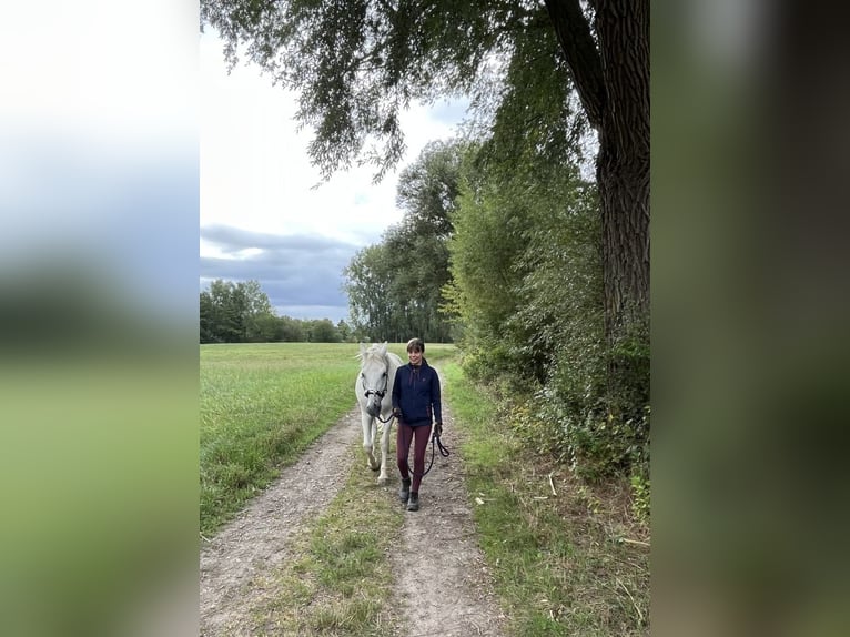 Lipizzaner Wallach 14 Jahre 162 cm Schimmel in Fröndenberg