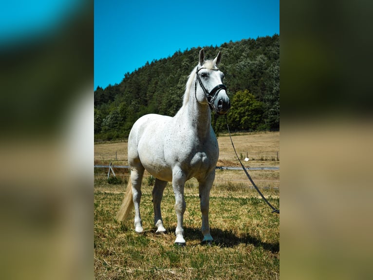 Lipizzaner Mix Wallach 14 Jahre 163 cm Schimmel in WöglerinGrub