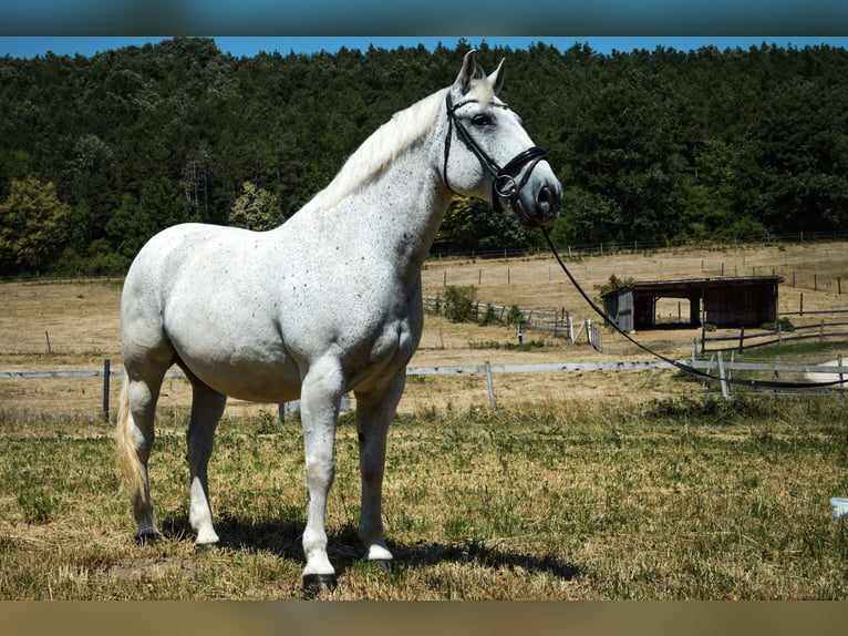 Lipizzaner Mix Wallach 14 Jahre 163 cm Schimmel in WöglerinGrub