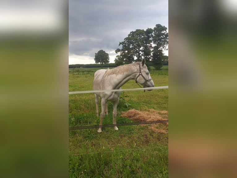 Lipizzaner Mix Wallach 14 Jahre 165 cm Schimmel in Collendoorn
