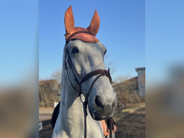 Lipizzaner Wallach 14 Jahre 170 cm Schimmel in Schloß Holte-Stukenbrock