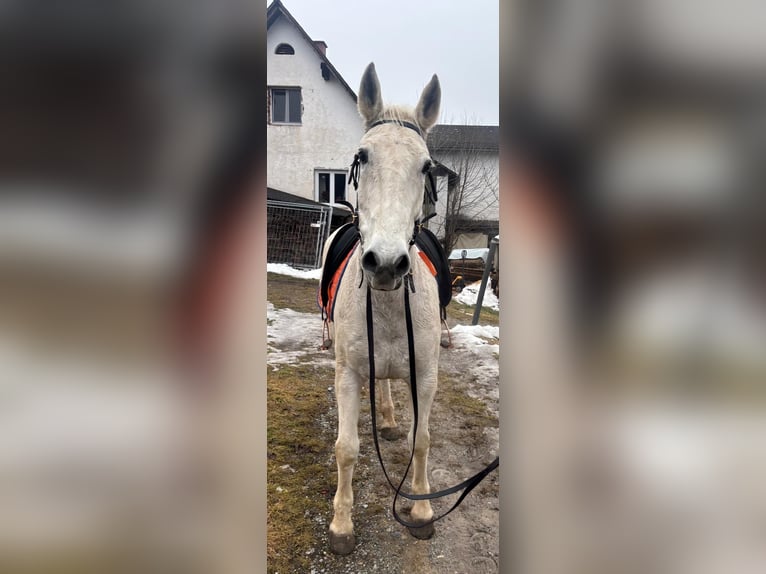 Lipizzaner Mix Wallach 16 Jahre 160 cm Schimmel in Stiwoll