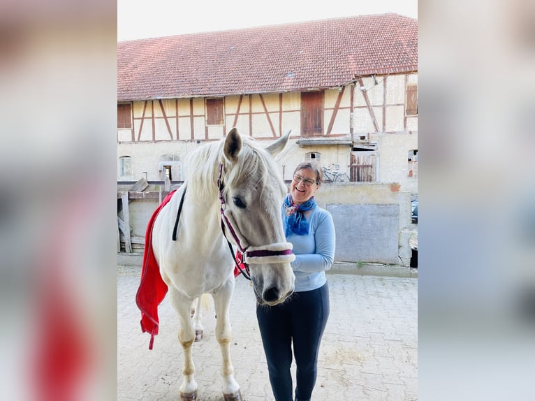 Lipizzaner Wallach 16 Jahre 162 cm Schimmel in Künzelsau