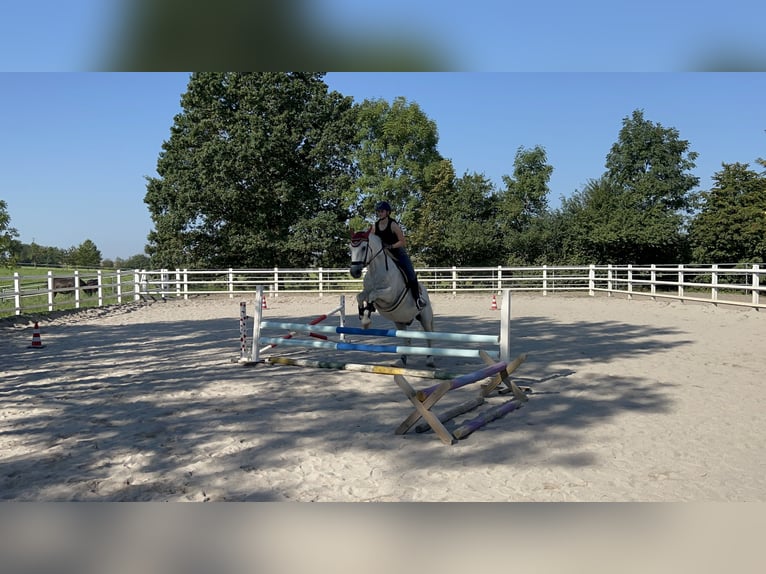 Lipizzaner Wallach 16 Jahre 162 cm Schimmel in Künzelsau