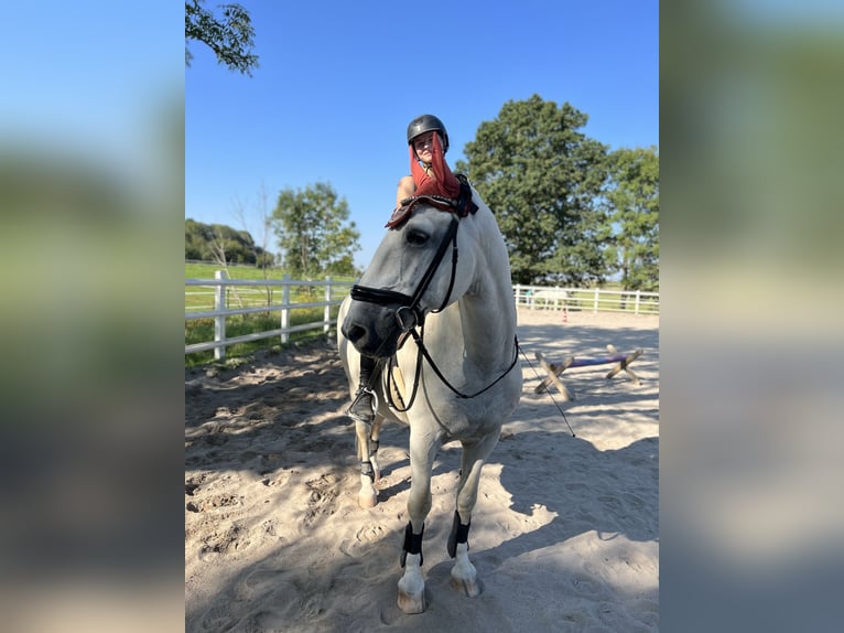 Lipizzaner Wallach 16 Jahre 162 cm Schimmel in Künzelsau