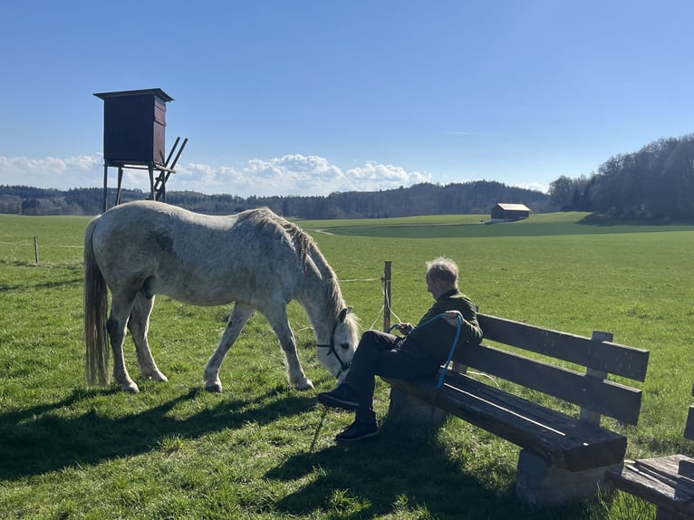 Lipizzaner Mix Wallach 18 Jahre 158 cm Schimmel in Pöcking