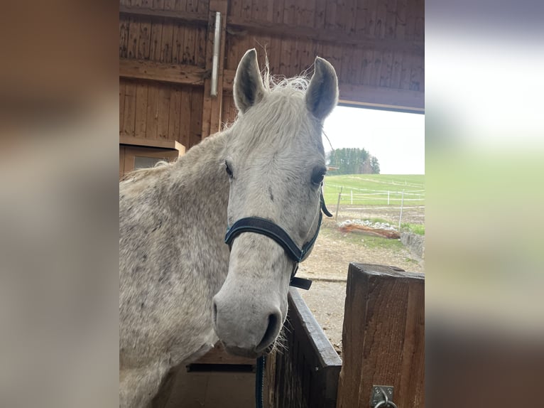 Lipizzaner Mix Wallach 18 Jahre 158 cm Schimmel in Pöcking