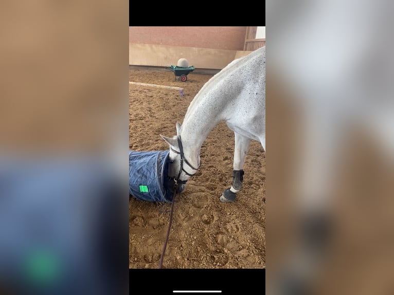Lipizzaner Wallach 18 Jahre 162 cm Fliegenschimmel in Landsberg am Lech