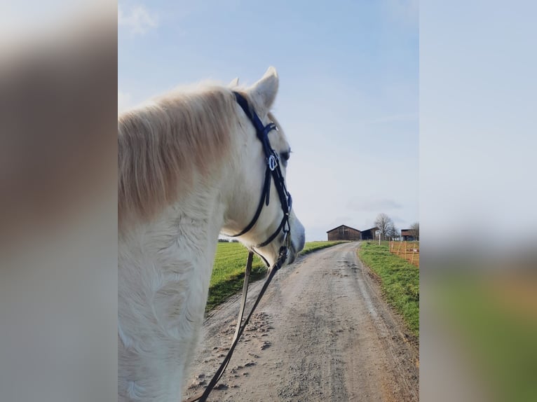 Lipizzaner Mix Wallach 19 Jahre 155 cm White in Neunkirchen