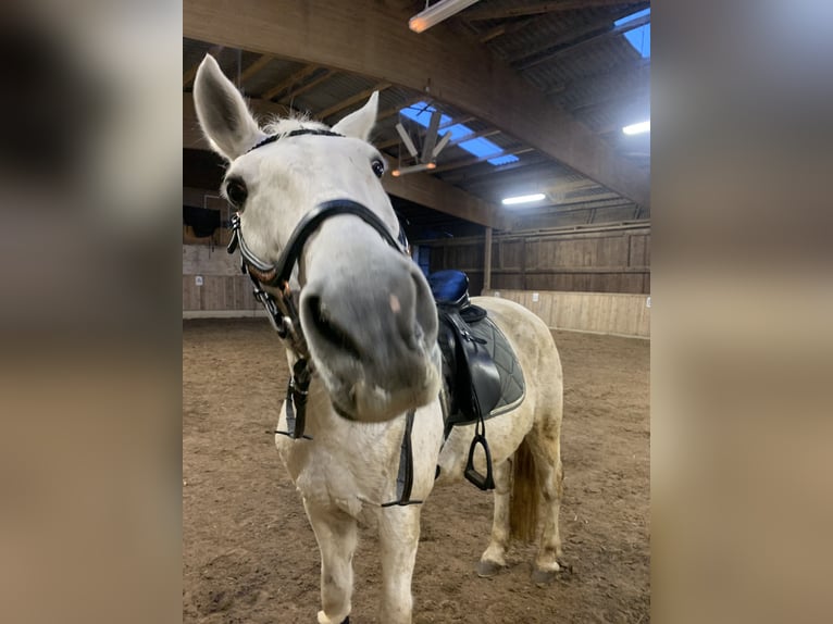 Lipizzaner Mix Wallach 19 Jahre 168 cm Schimmel in Waldfeucht