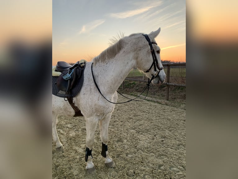 Lipizzaner Mix Wallach 19 Jahre 168 cm Schimmel in Waldfeucht
