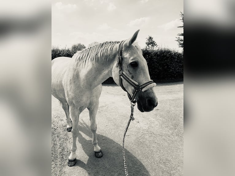 Lipizzaner Mix Wallach 19 Jahre 168 cm Schimmel in Waldfeucht