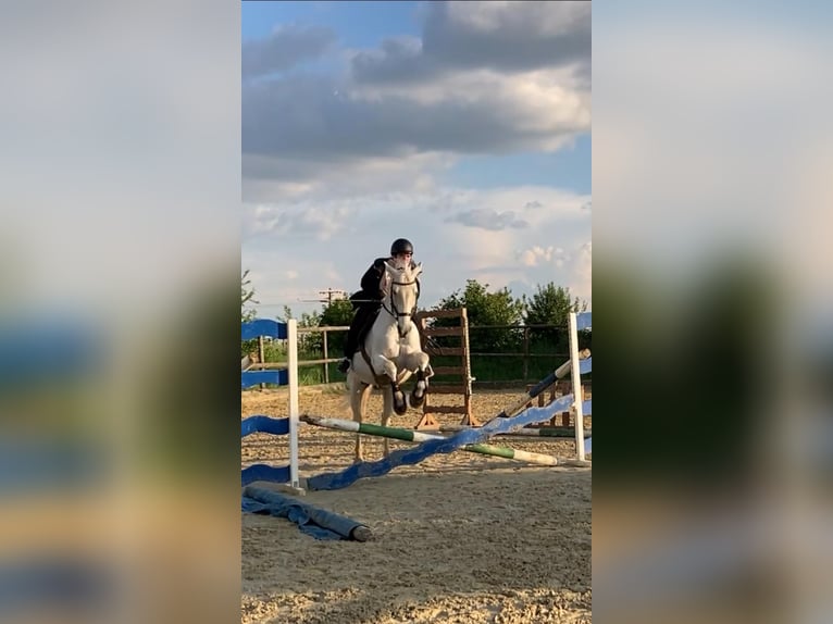 Lipizzaner Mix Wallach 19 Jahre 168 cm Schimmel in Waldfeucht