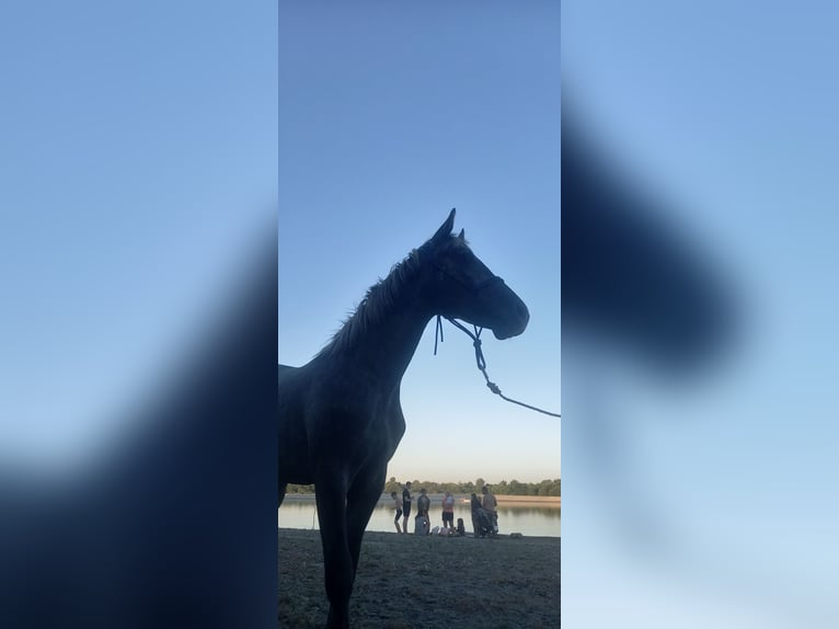 Lipizzaner Wallach 1 Jahr 150 cm Schimmel in Belegis
