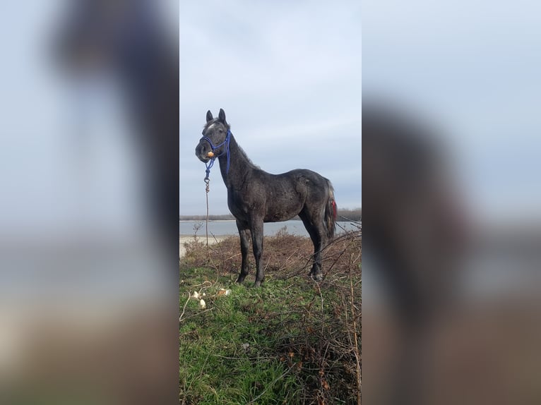 Lipizzaner Wallach 1 Jahr 150 cm Schimmel in Belegis