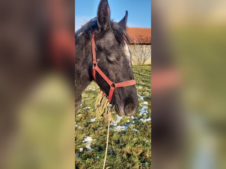 Lipizzaner Wallach 1 Jahr 150 cm Schimmel in Belegis