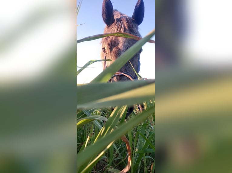 Lipizzaner Wallach 1 Jahr 150 cm Schimmel in Belegis