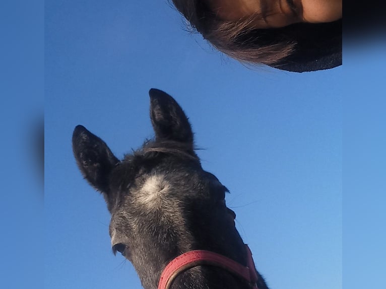 Lipizzaner Wallach 1 Jahr 150 cm Schimmel in Belegis