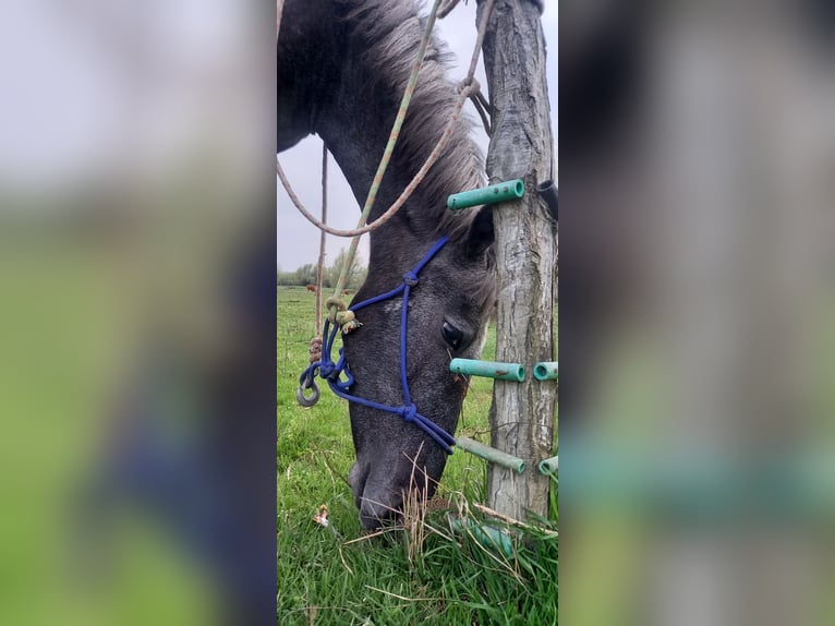 Lipizzaner Wallach 1 Jahr 150 cm Schimmel in Belegis