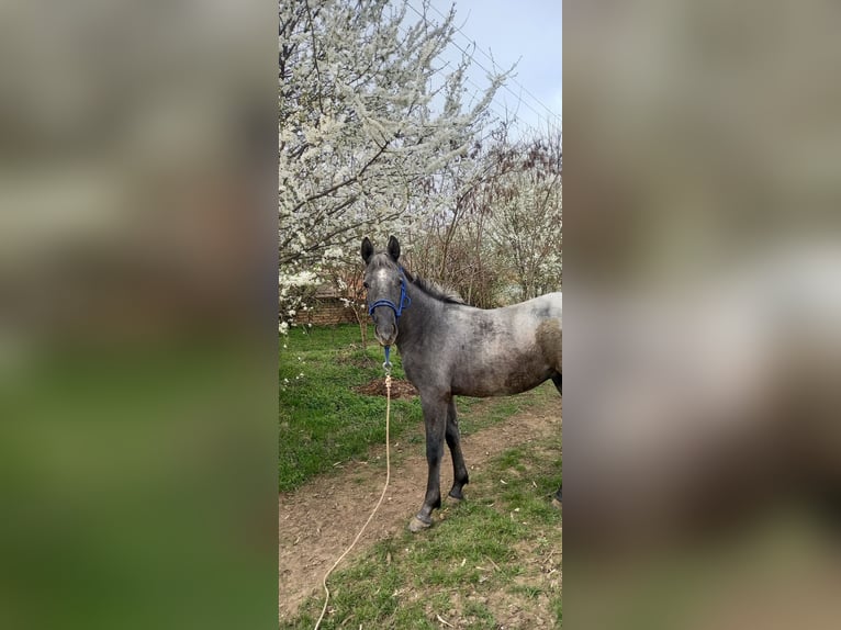 Lipizzaner Wallach 1 Jahr 150 cm Schimmel in Belegis