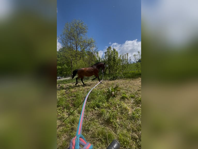 Lipizzaner Wallach 20 Jahre  in Grünhain-Beierfeld